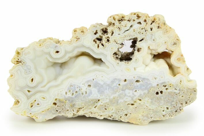 Agatized Fossil Coral - Florida #271624